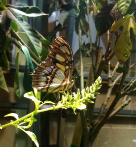 National Museum of Natural History - Butterfly Garden